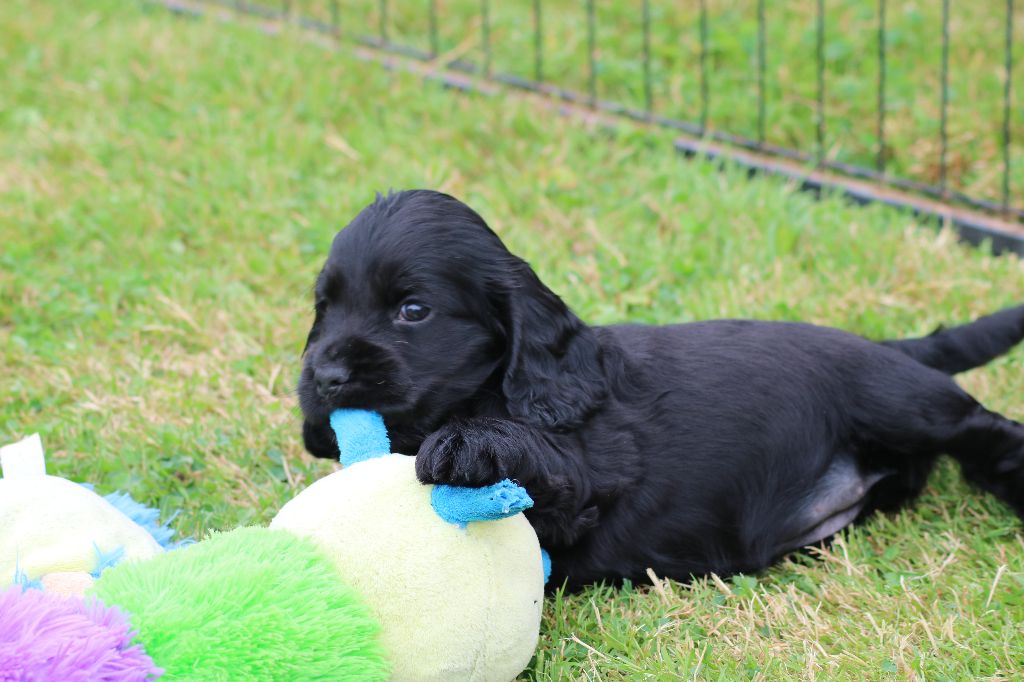 Of Ortense Memories - Chiot disponible  - Cocker Spaniel Anglais