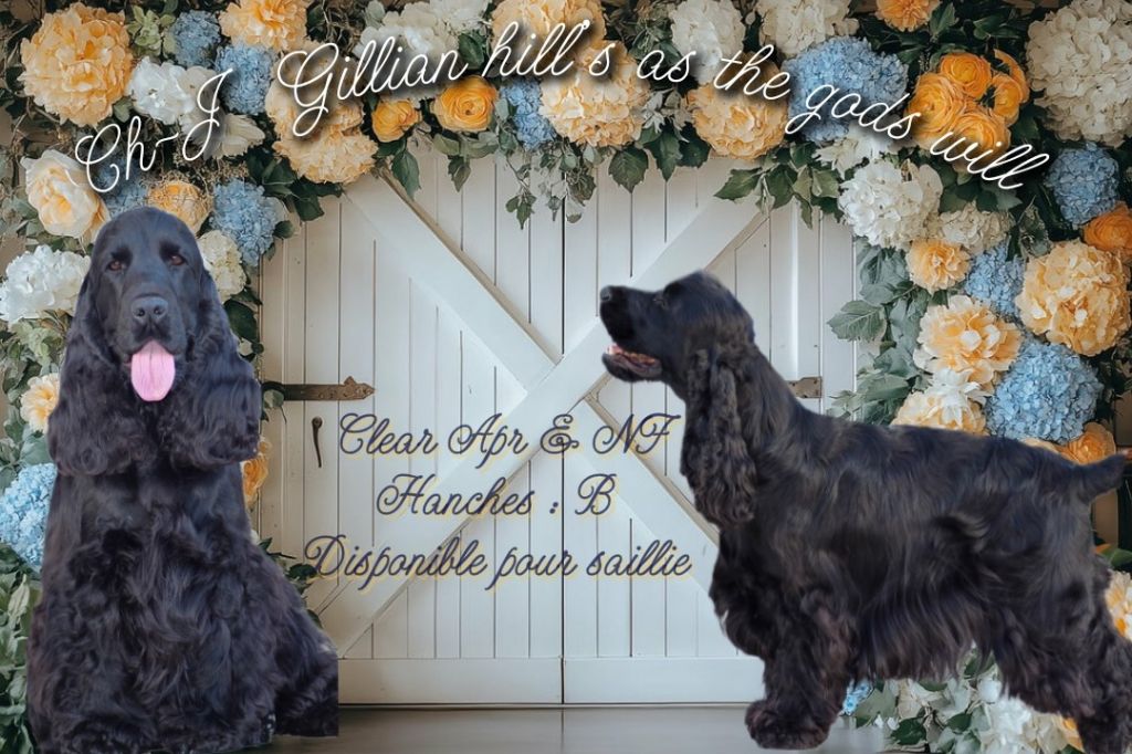 gillian hill's kennel As the gods will