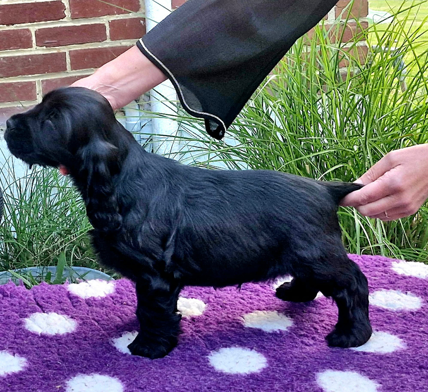 Of Ortense Memories - Chiots disponibles - Cocker Spaniel Anglais
