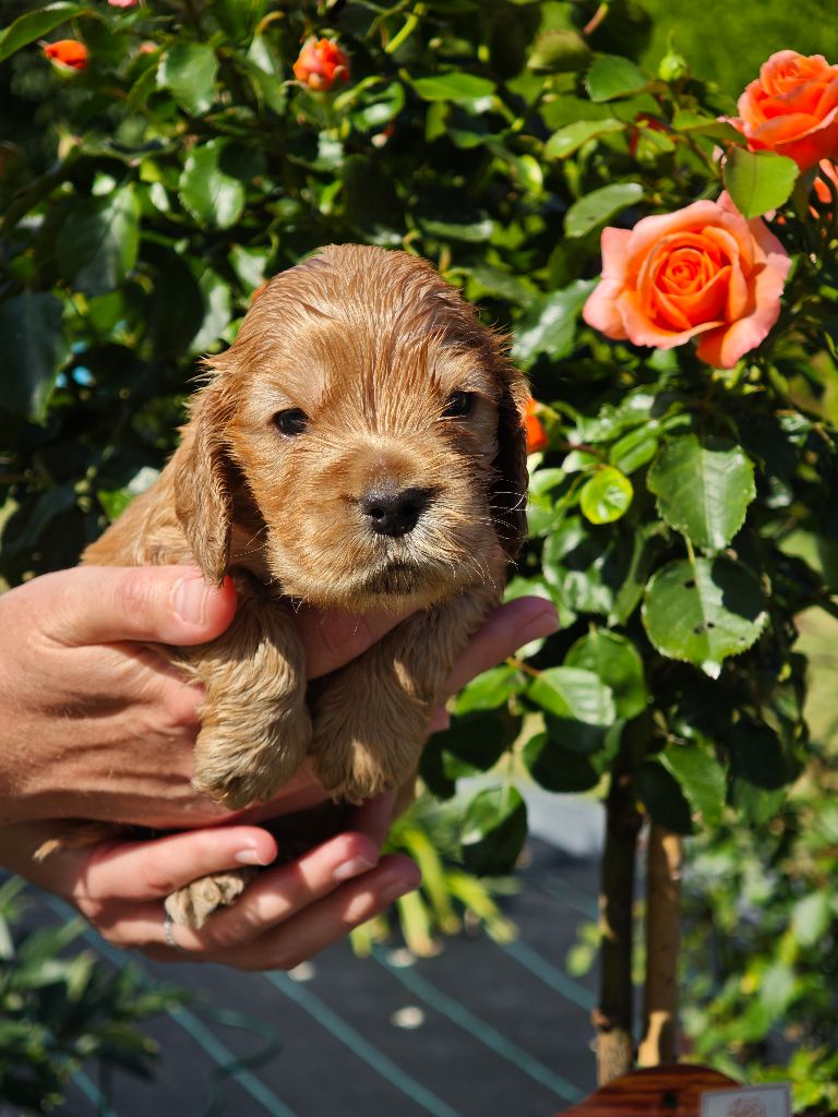Of Ortense Memories - Chiots disponibles - Cocker Spaniel Anglais