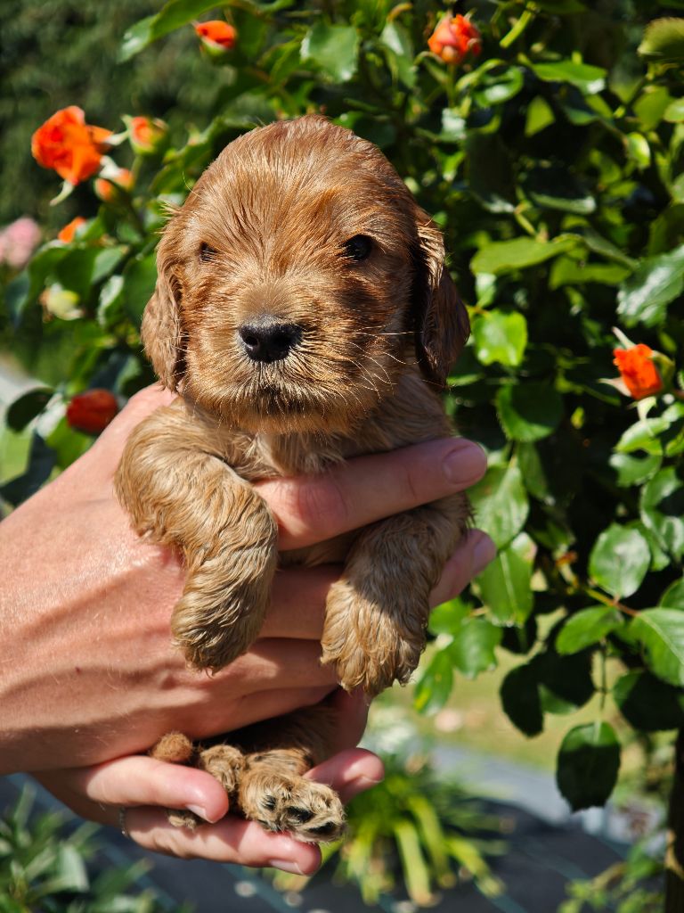 Of Ortense Memories - Chiots disponibles - Cocker Spaniel Anglais