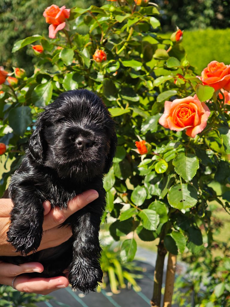 Of Ortense Memories - Chiots disponibles - Cocker Spaniel Anglais