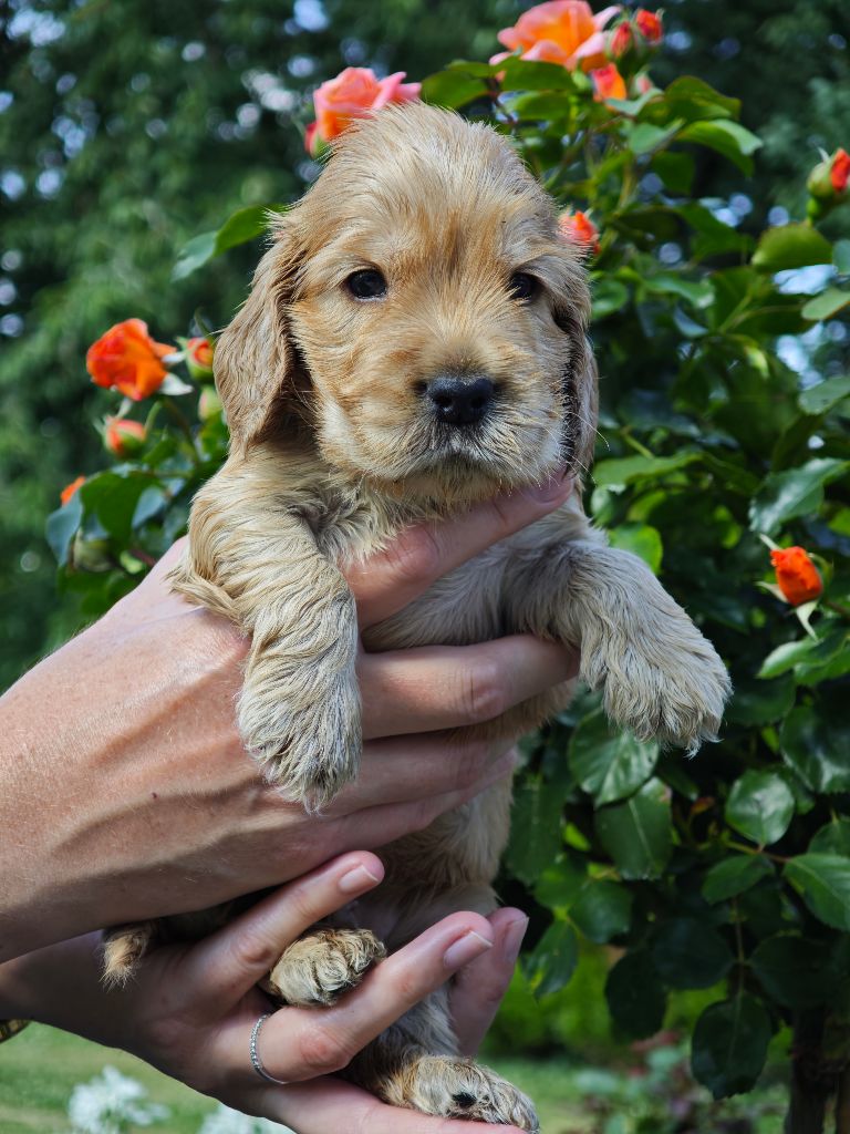 Of Ortense Memories - Chiots disponibles - Cocker Spaniel Anglais