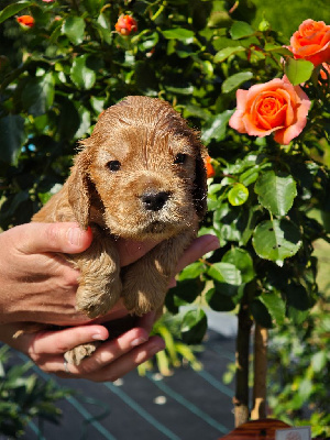 CHIOT