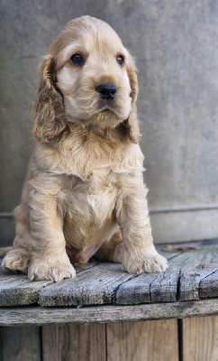 CHIOT