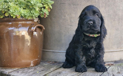 CHIOT