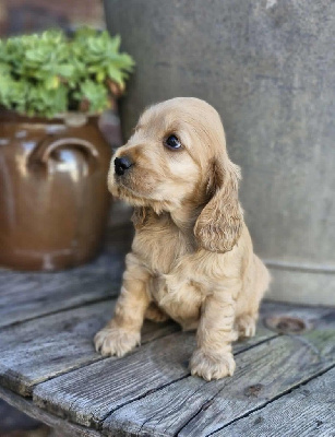 CHIOT