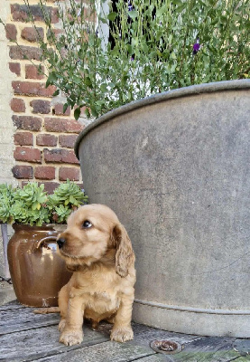 CHIOT