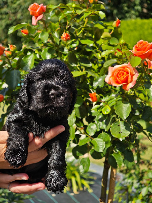 CHIOT