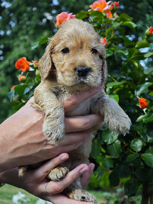 CHIOT