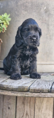 CHIOT