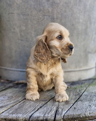 CHIOT