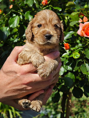 CHIOT