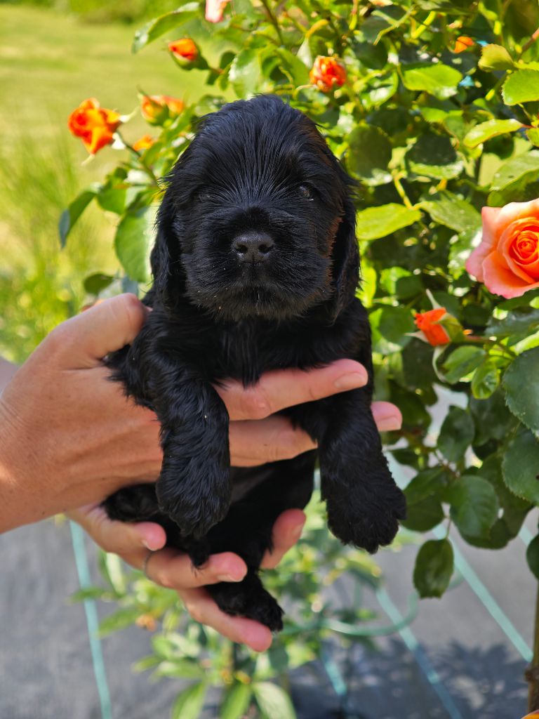 Of Ortense Memories - Chiots disponibles - Cocker Spaniel Anglais