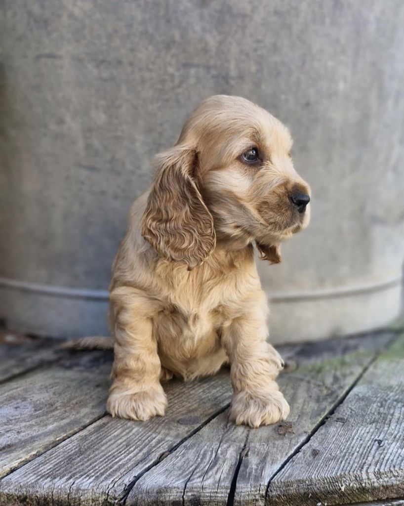 Of Ortense Memories - Chiots disponibles - Cocker Spaniel Anglais