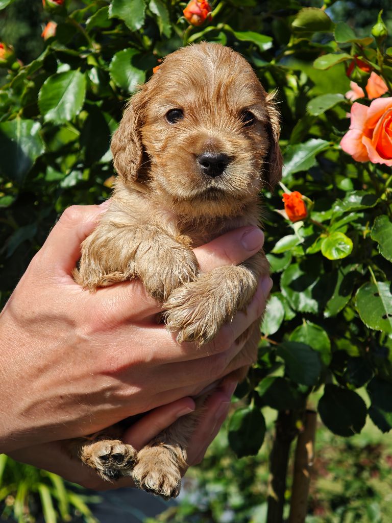 Of Ortense Memories - Chiots disponibles - Cocker Spaniel Anglais